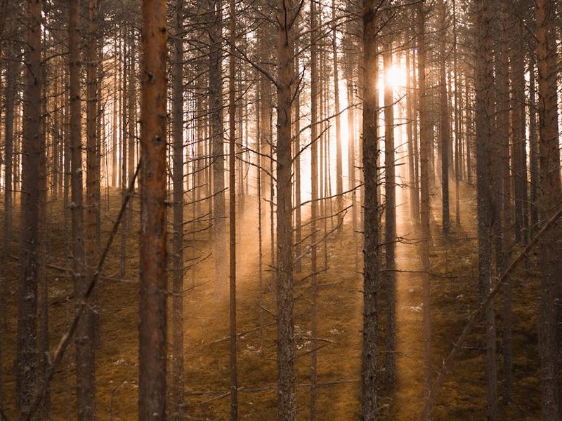 Soft morning light shining through window onto a plant